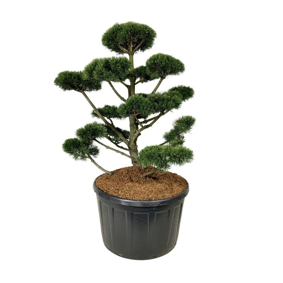 Pinus mugo &