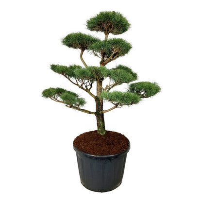 Pinus nigra nigra Bonsai 150-175 cm C180 (180 liters kruka)