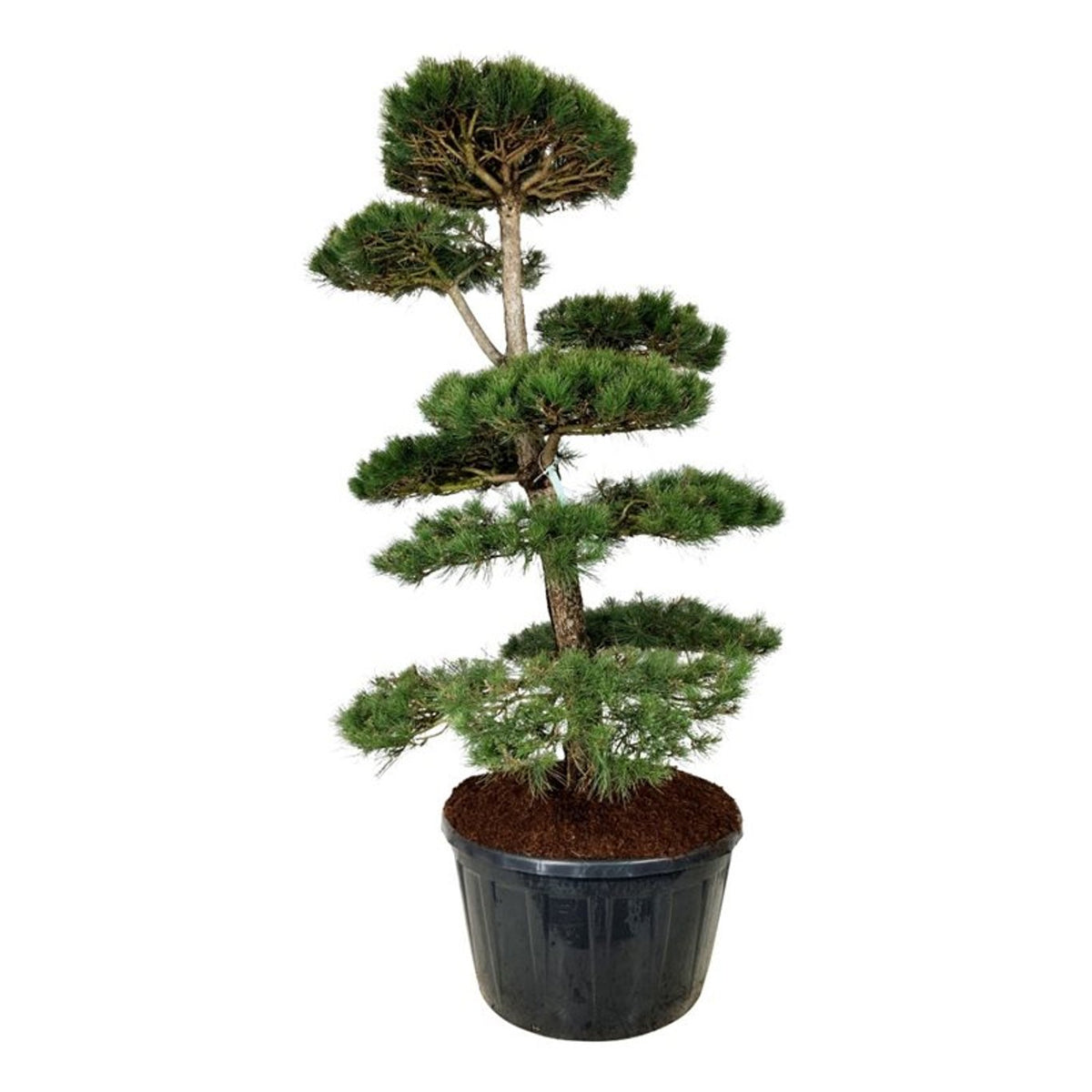 Pinus nigra nigra Bonsai 200-225 cm C285 (285 liters kruka)