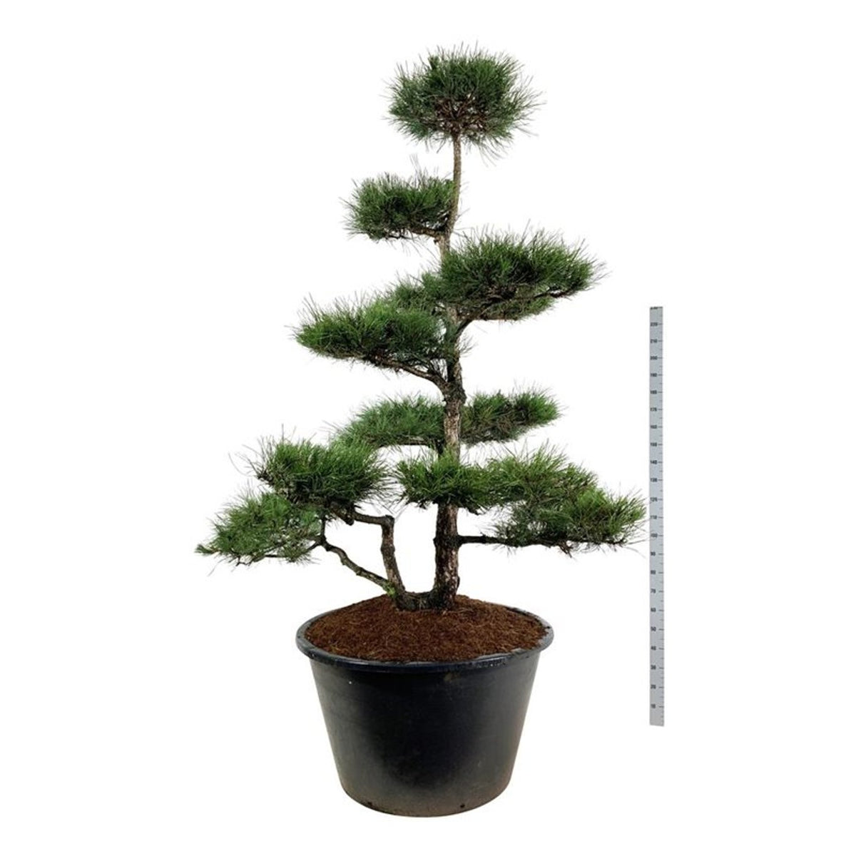 Pinus nigra nigra Bonsai 225-250 cm C500 (500 liters kruka)