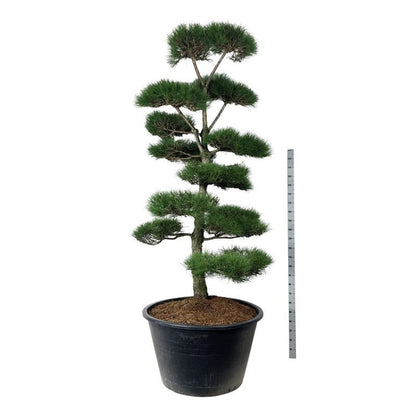 Pinus nigra nigra Bonsai 250-300 cm P120/C500 (500 liters kruka)