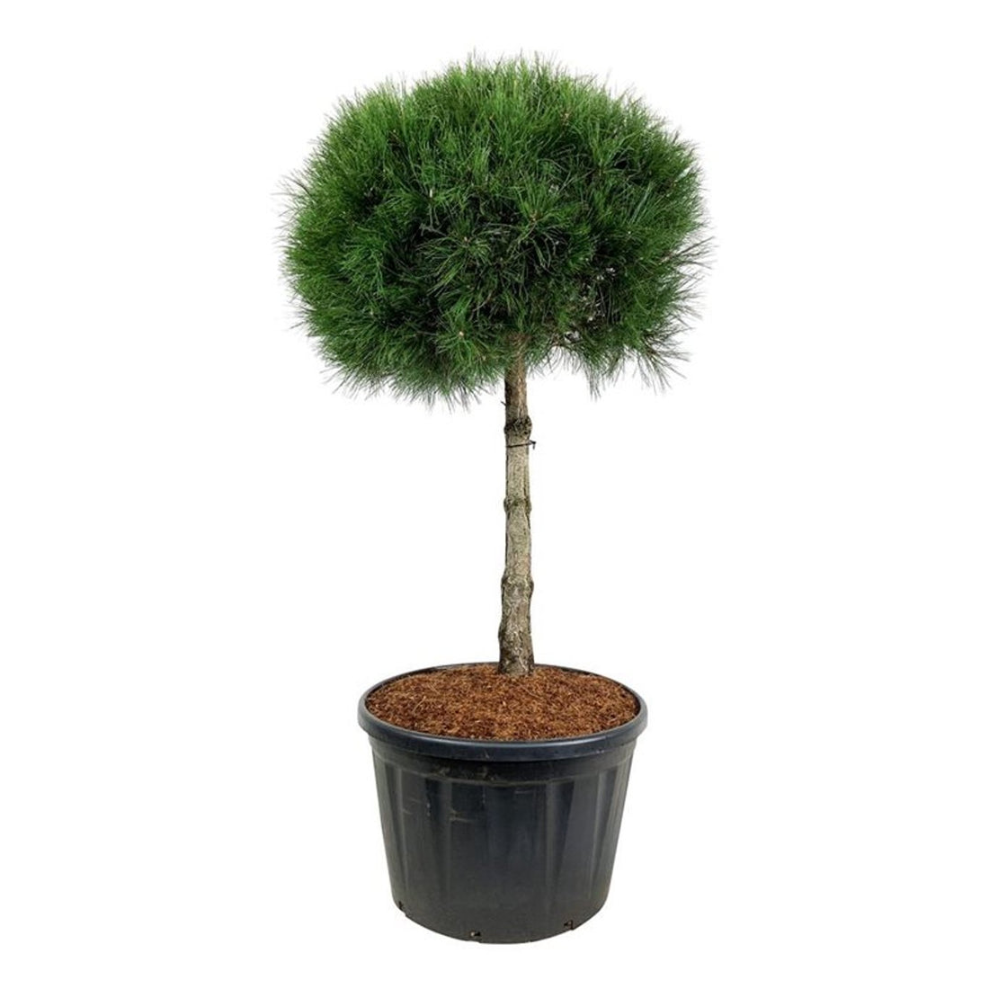 Pinus nigra nigra Stam 100 cm Krona 90-100 cm C230 (230 liters kruka)
