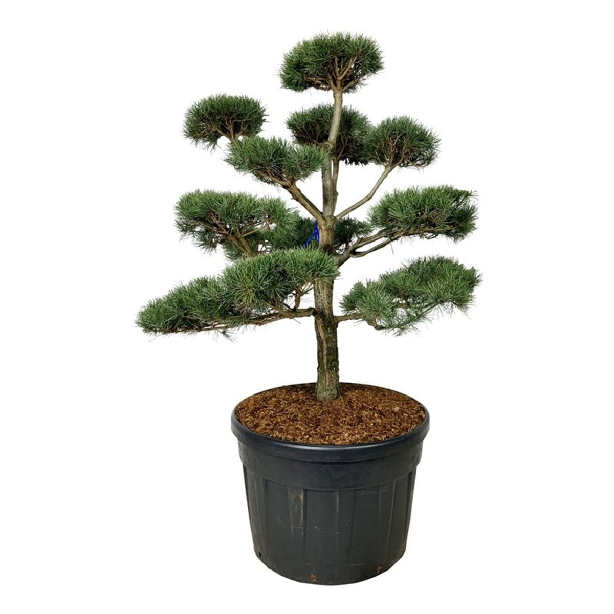 Pinus sylvestris Bonsai 125-150 cm P80/C180 (180 liters kruka)