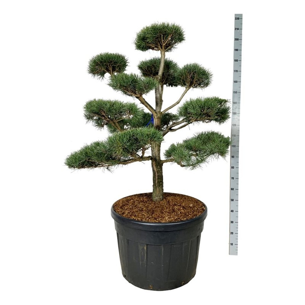 Pinus sylvestris Bonsai 125-150 cm P80/C180 (180 liters kruka)