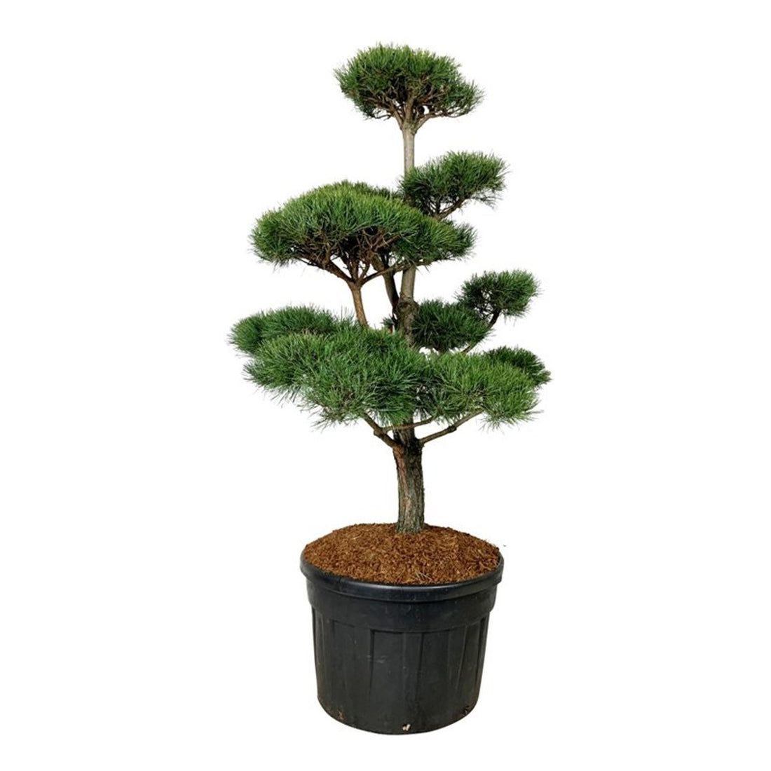 Pinus sylvestris Bonsai 150–175 cm C180 (180 liters kruka)