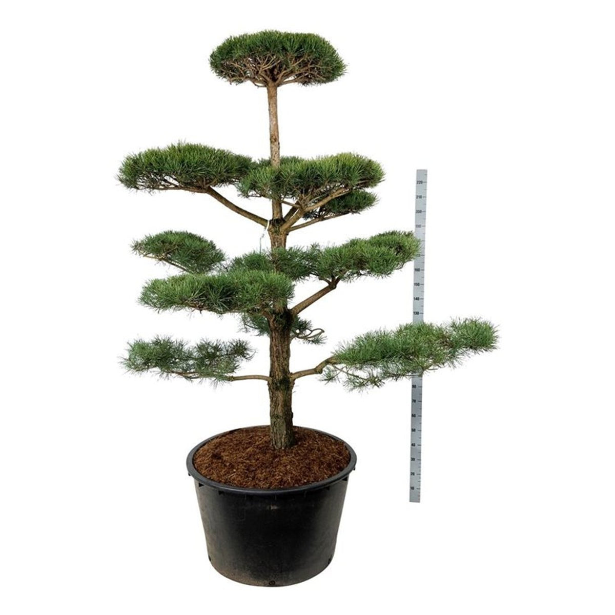 Pinus sylvestris Bonsai 200–225 cm C285 (285 liters kruka)