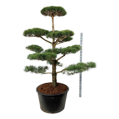 Pinus sylvestris Bonsai 200–225 cm C285 (285 liters kruka)