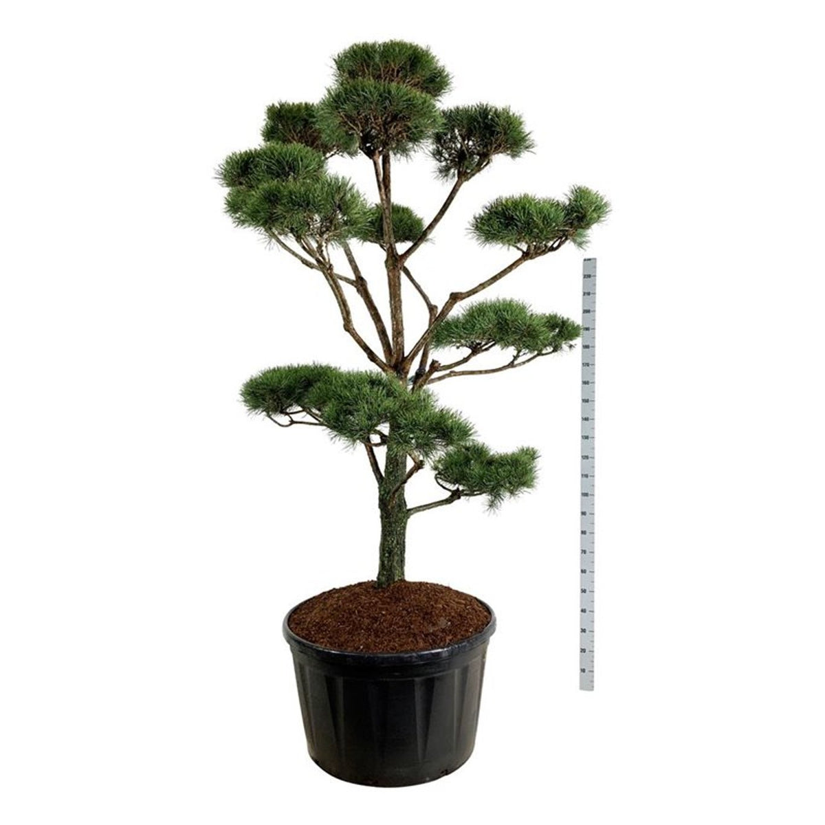Pinus sylvestris Bonsai 225–250 cm C285 (285 liters kruka)