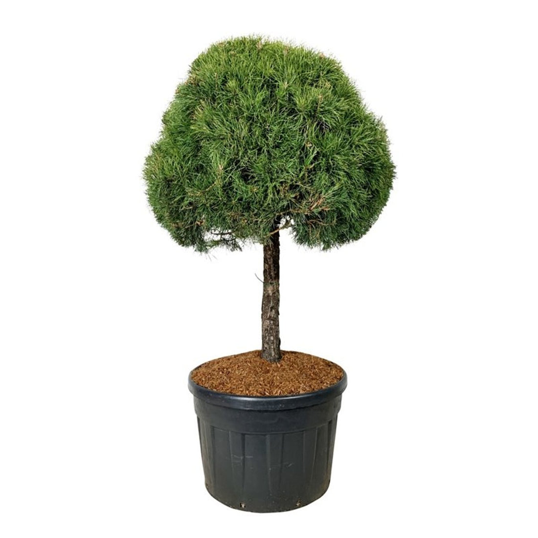 Pinus sylvestris stamträd 80 cm, C180 (180 liters kruka)