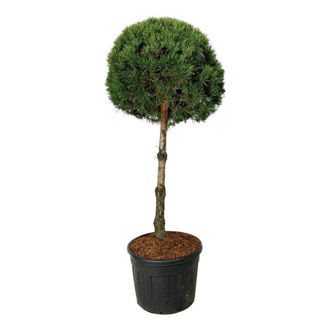 Pinus sylvestris stamträd 100 cm, krona 70-80 cm, C130 (130 liters kruka)