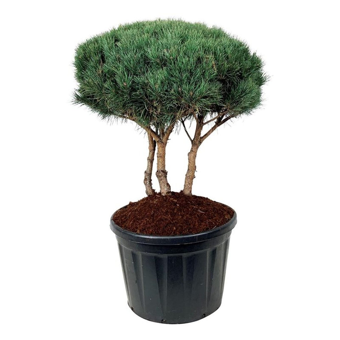 Pinus sylvestris &