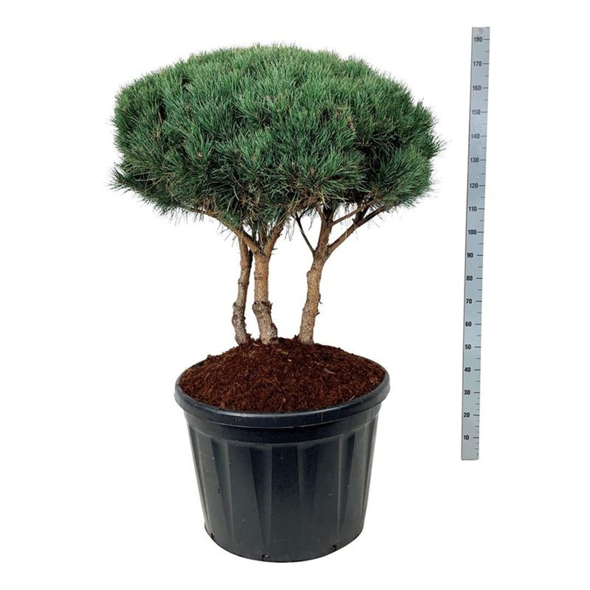 Pinus sylvestris &