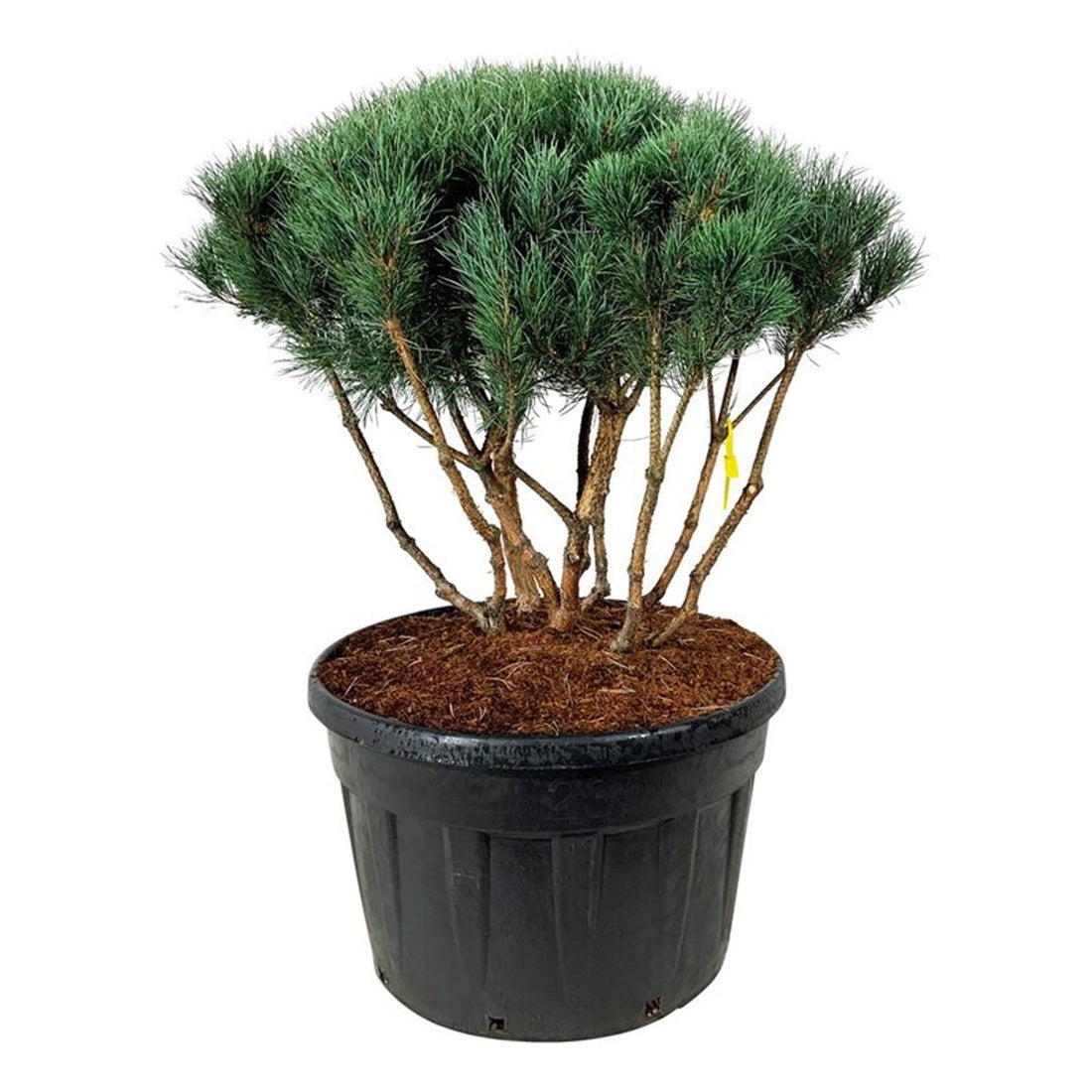 Pinus sylvestris &