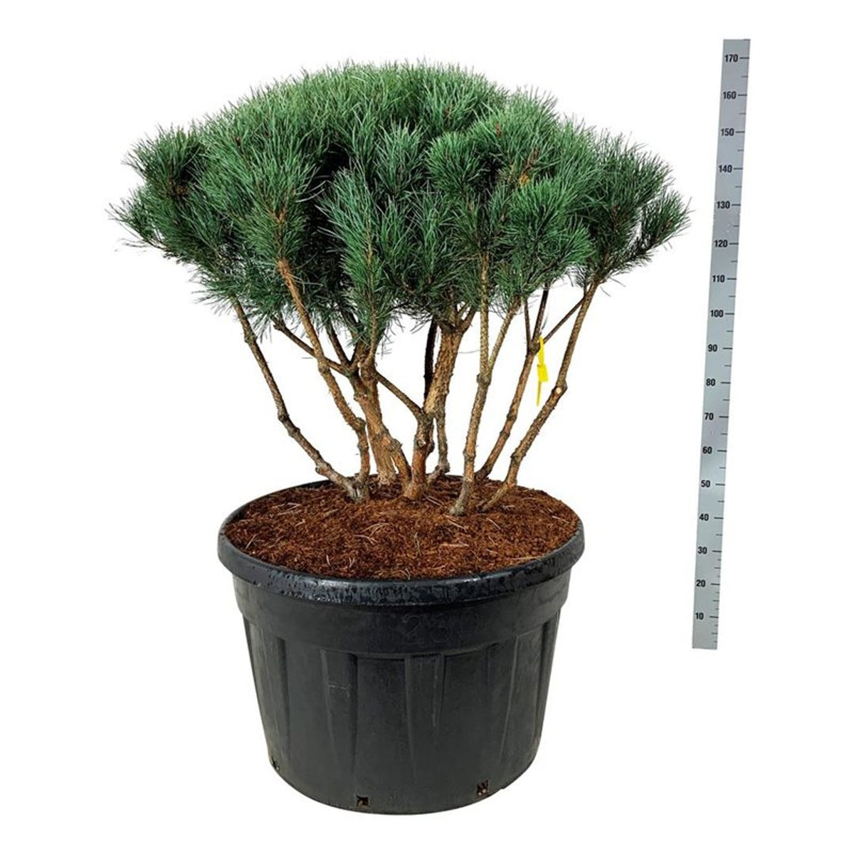 Pinus sylvestris &