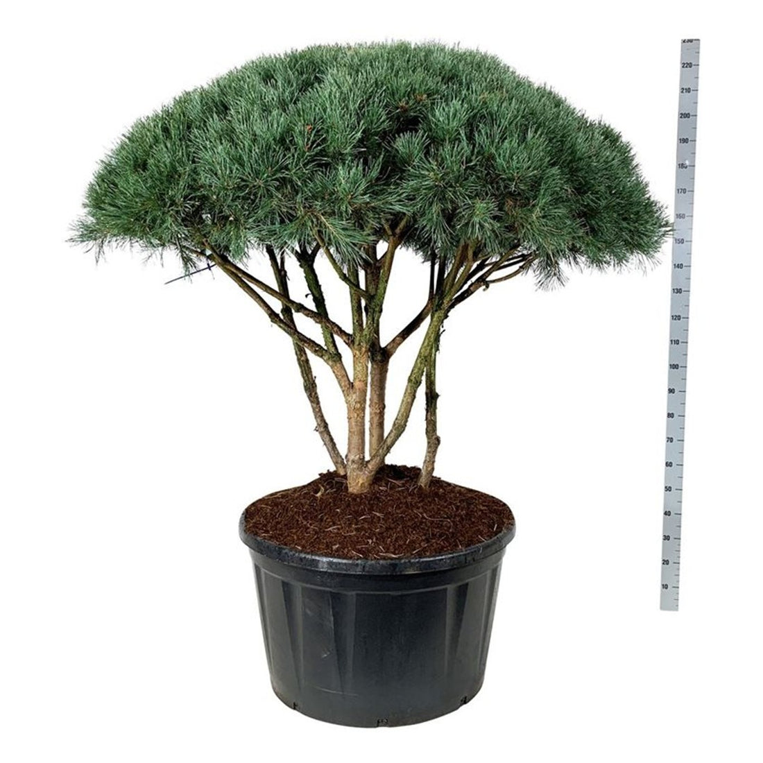 Pinus sylv. &