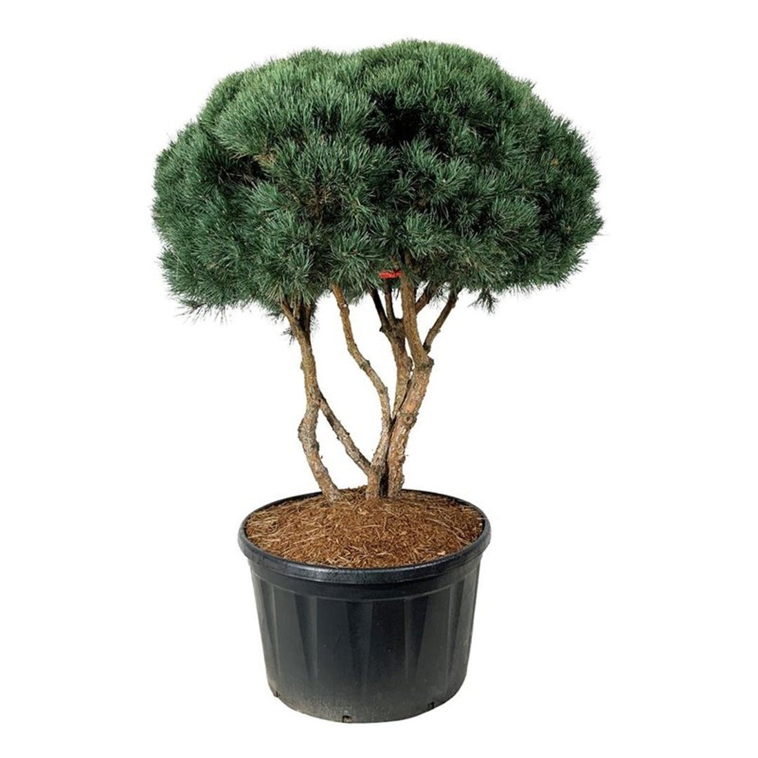 Pinus sylv. &