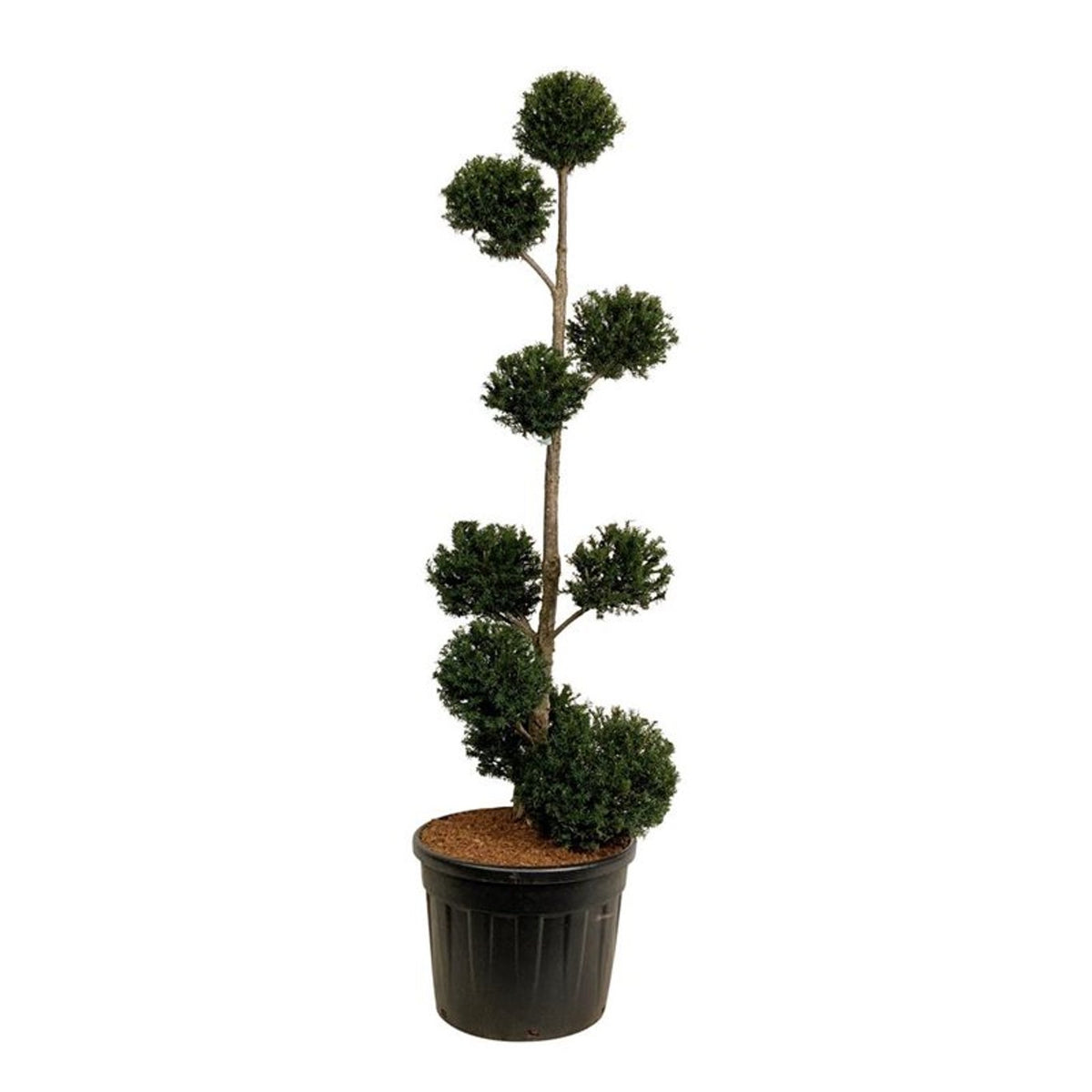 Taxus baccata Flerklot 175–200 cm C90 (90 liters kruka)