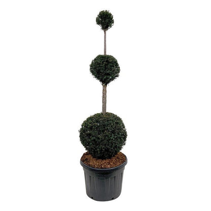 Taxus baccata Trippelklot 150-175 cm C90 (90 liters kruka)