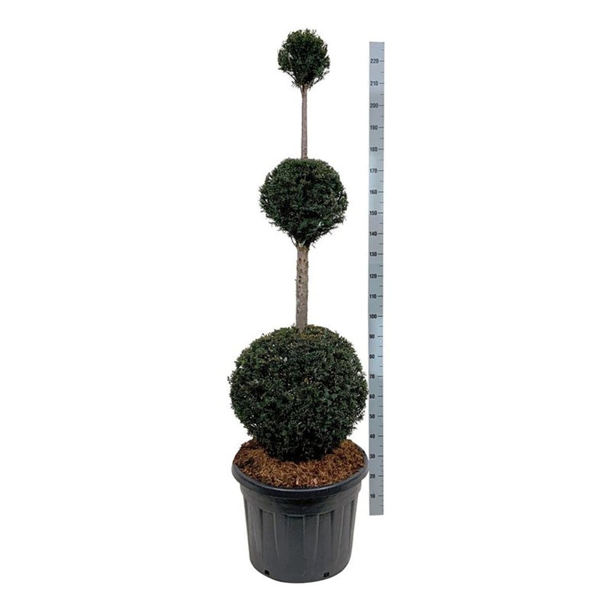 Taxus baccata Trippelklot 150-175 cm C90 (90 liters kruka)