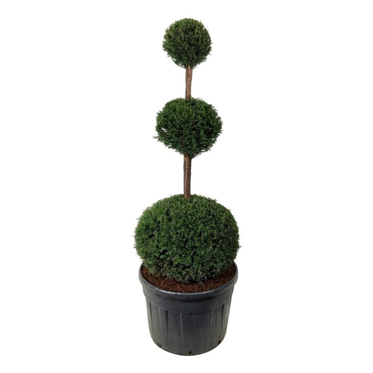 Taxus baccata Trippelklot 150-175 cm C180 (180 liters kruka)