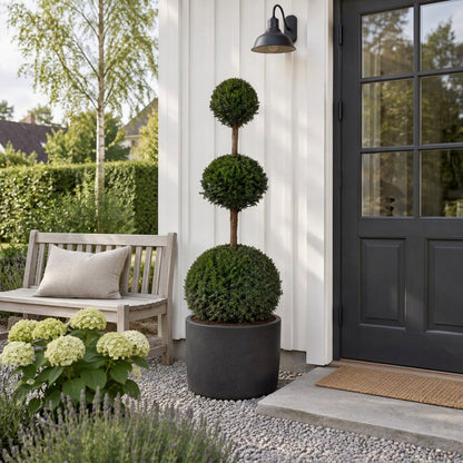 Taxus baccata Trippelklot 150-175 cm C180 (180 liters kruka)