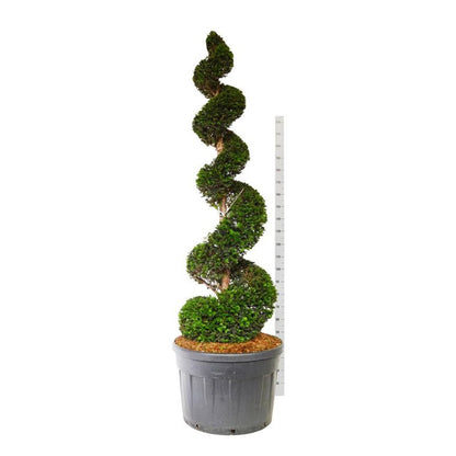 Taxus baccata Spiral 200-225 cm C180 (180 liters kruka)