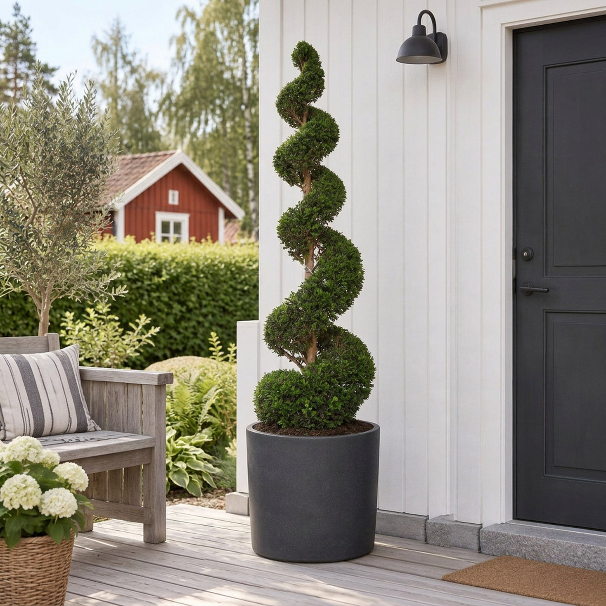 Taxus baccata Spiral 200-225 cm C180 (180 liters kruka)