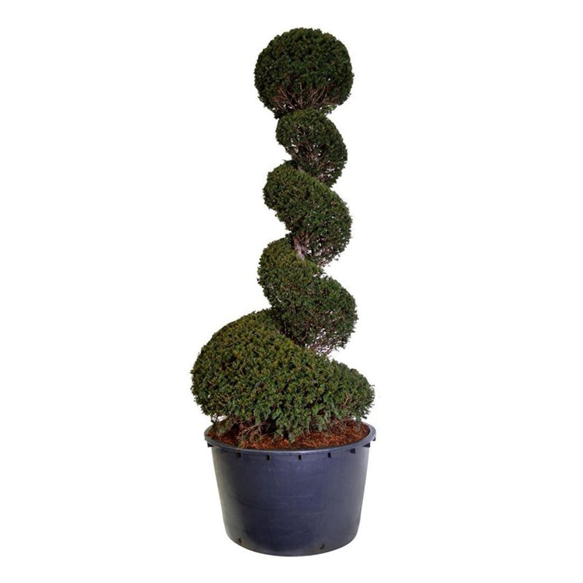 Taxus baccata Spiral 200-225 cm C230 (230 liters kruka)