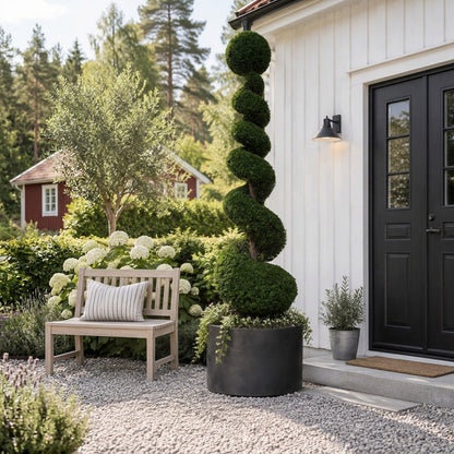 Taxus baccata Spiral 300–350 cm C500 (500 liters kruka)