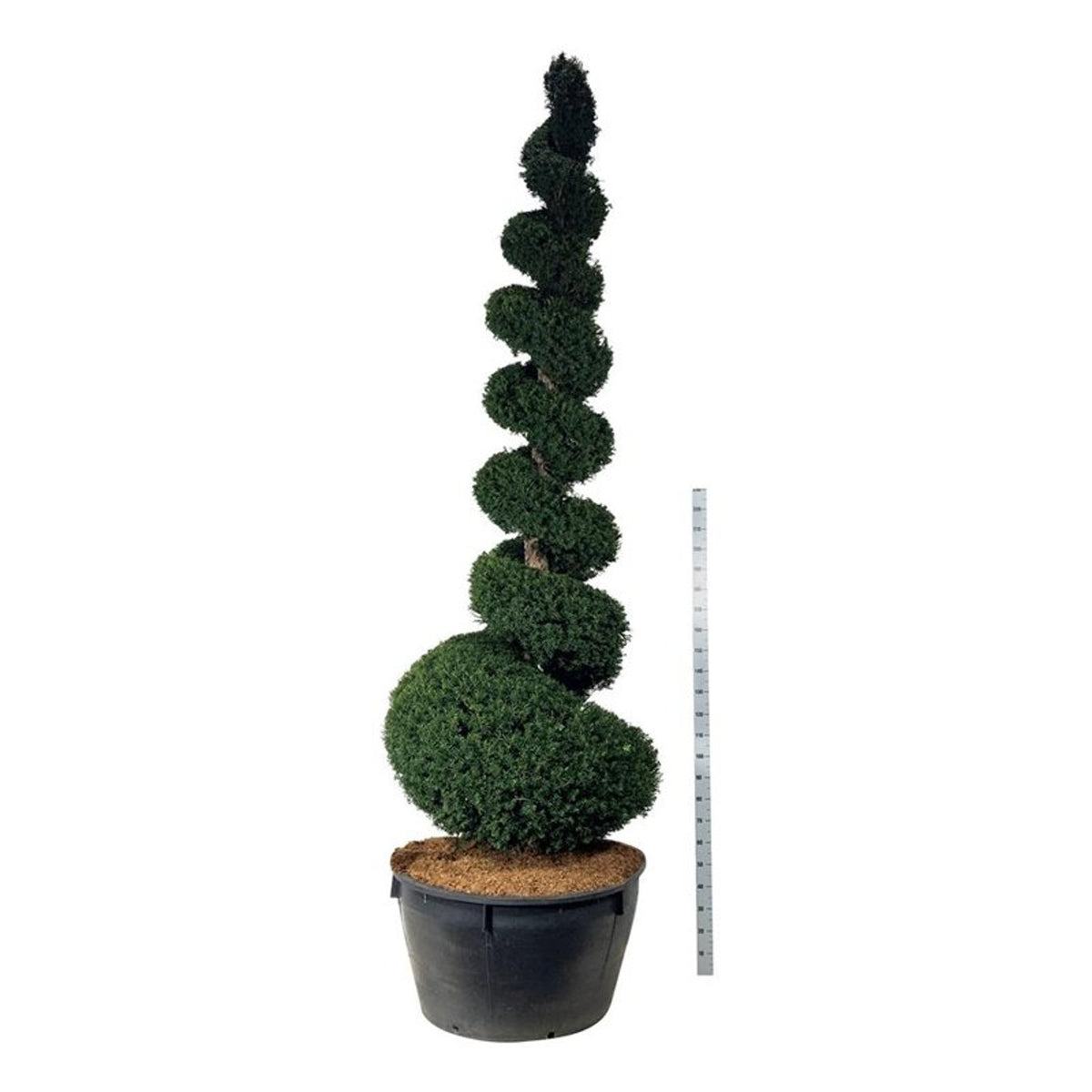 Taxus baccata Spiral 300–350 cm C500 (500 liters kruka)