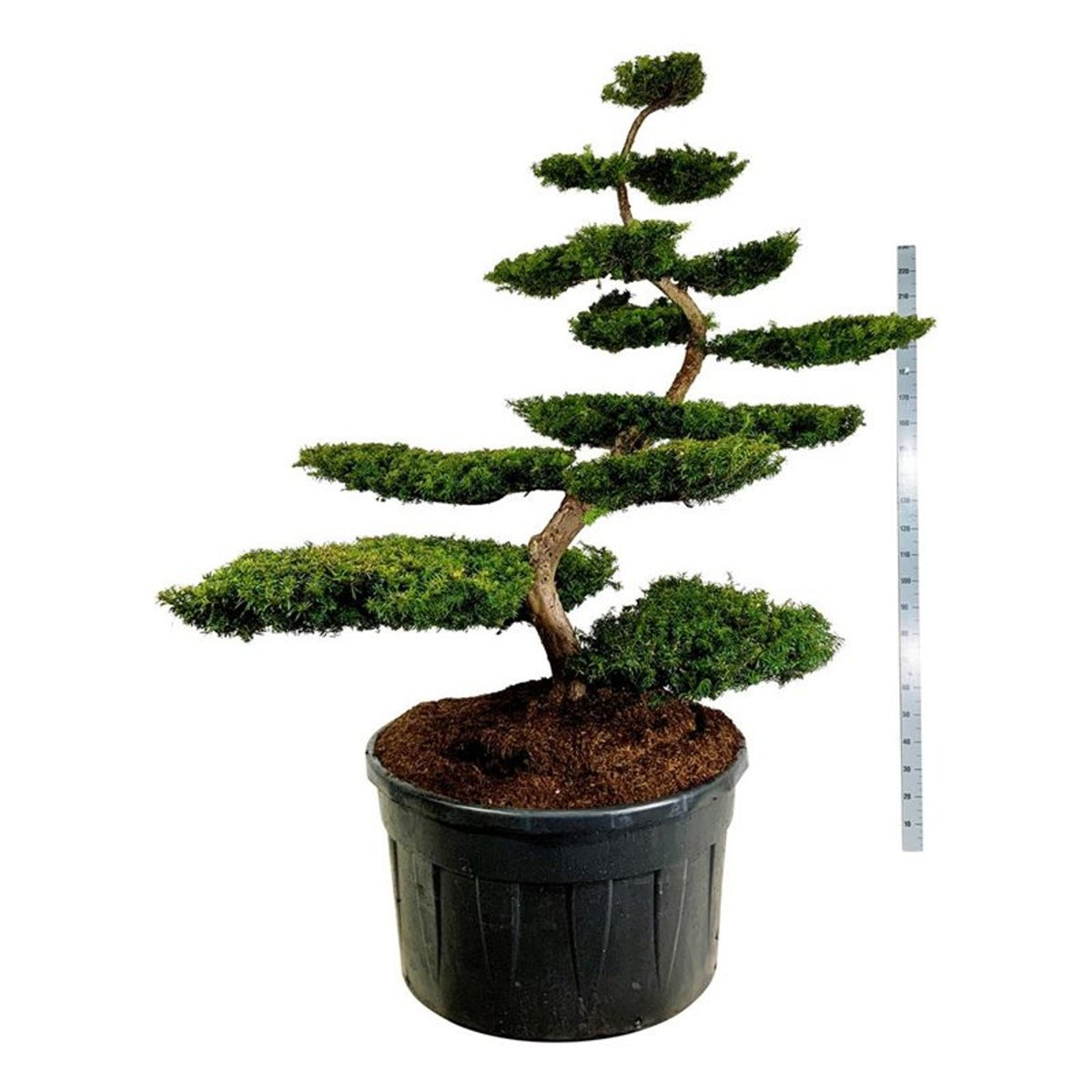 Taxus b. &