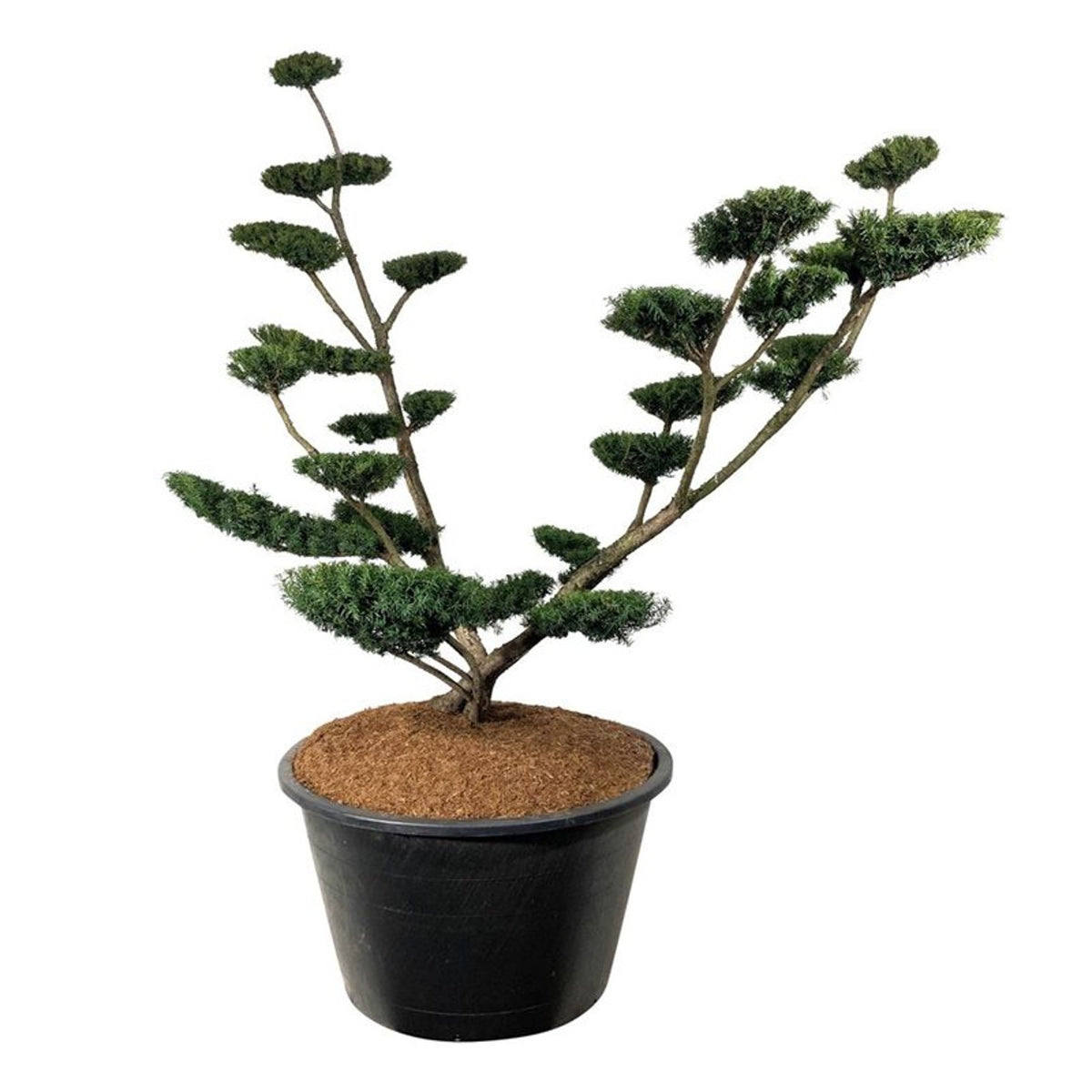 Taxus media &