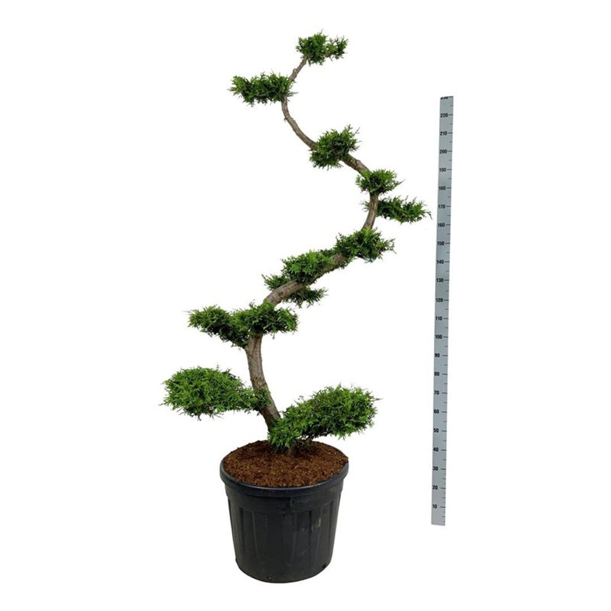 Thuja occidentalis &