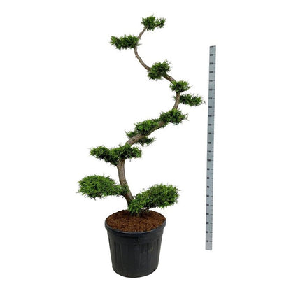 Thuja occidentalis &