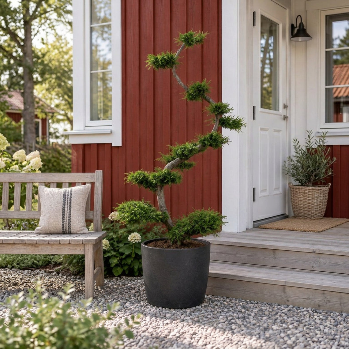 Thuja occidentalis &