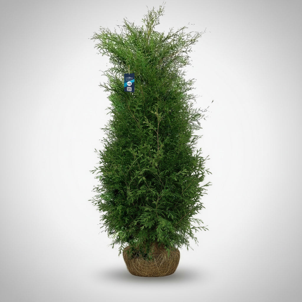 Thuja Brabant 180-200 - Rotklump - LQ