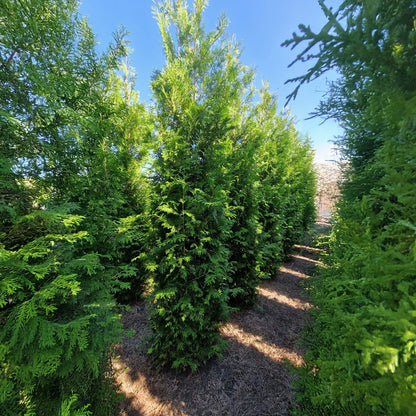 Thuja Brabant 225-250 - Rotklump - LQ