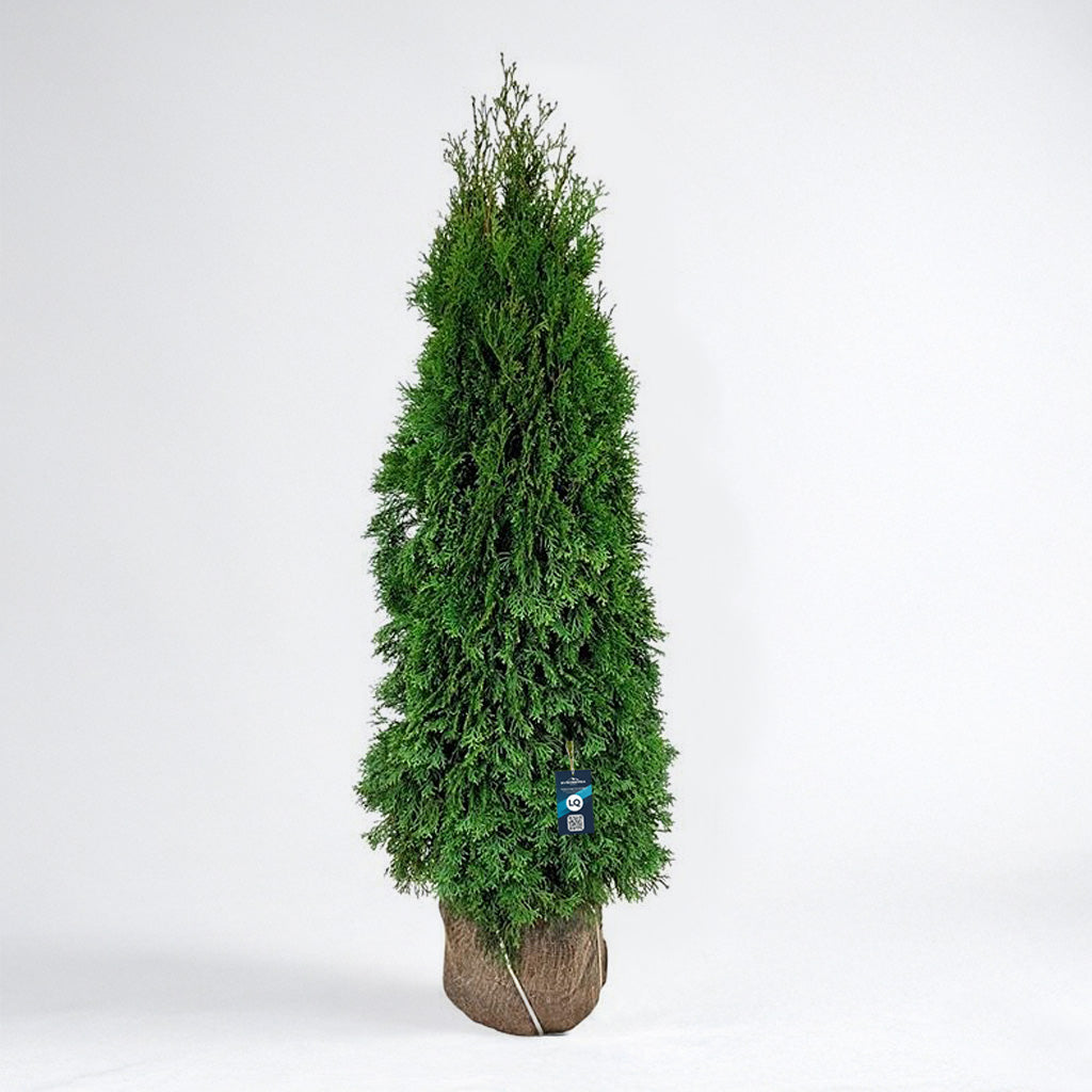 Thuja Smaragd 140-160 - Rotklump - LQ