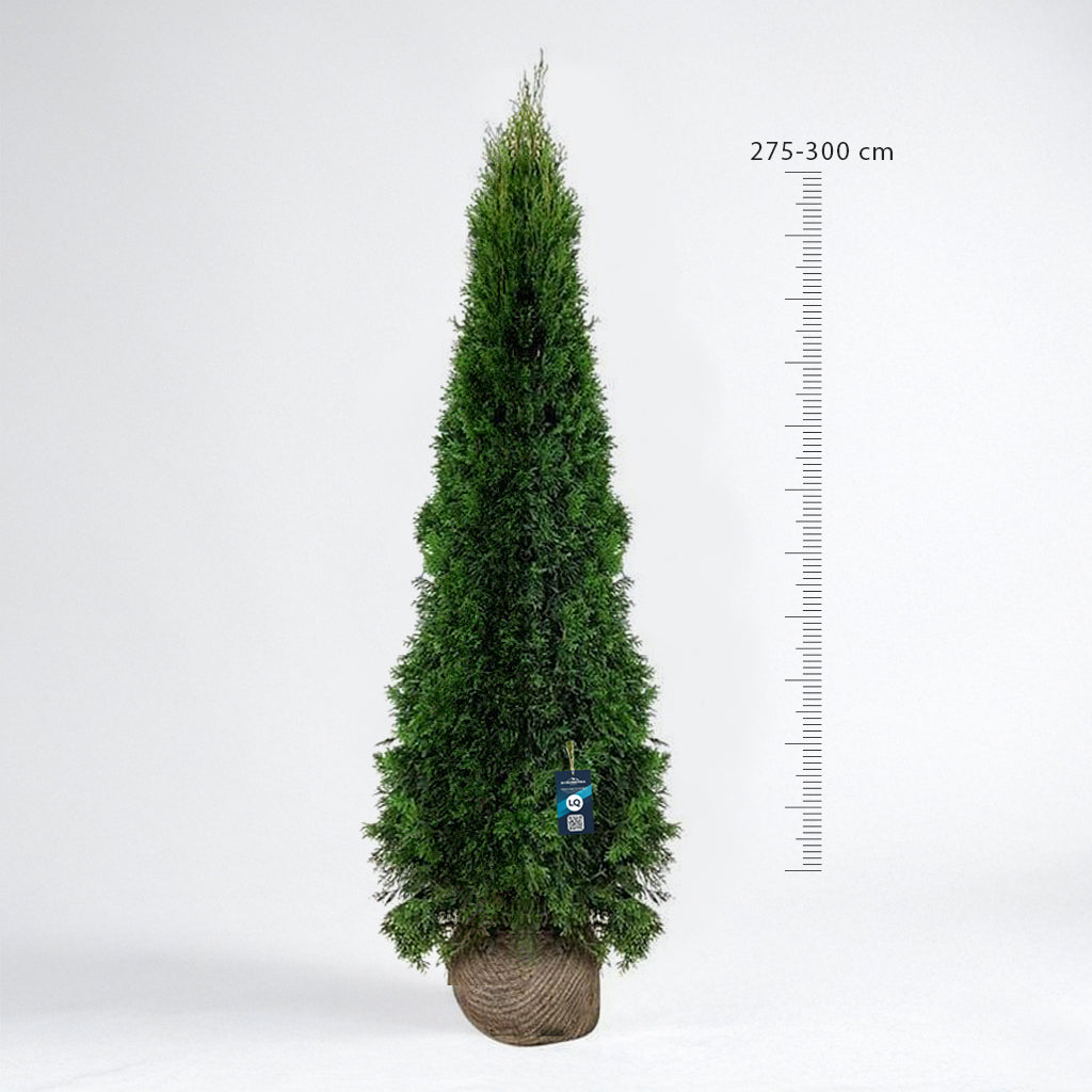 Thuja Smaragd 275-300 - Rotklump - LQ