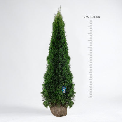 Thuja Smaragd 275-300 - Rotklump - LQ