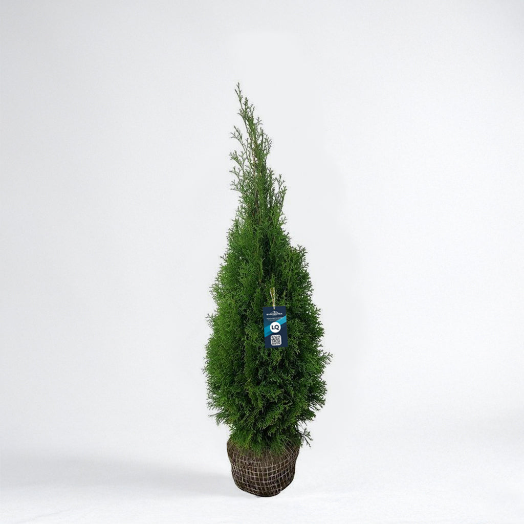 Thuja Smaragd 80-100 - Rotklump - LQ