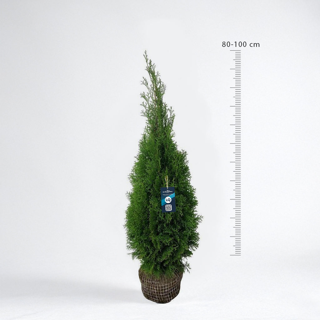 Thuja Smaragd 80-100 - Rotklump - LQ