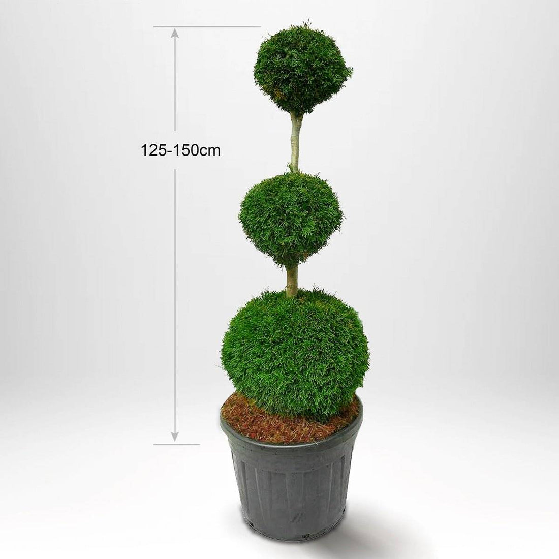 Köp Thuja Smaragd på stam 125-175 cm, Krukodlad 90-120L, Kvalite: Landscape Quality 125-150 cm - Co 90 Kvalité: LQ Solitär