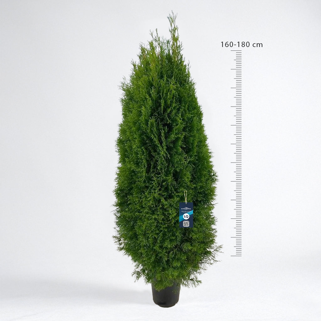 Thuja Smaragd 160-180 - Krukodlad C12 - LQ