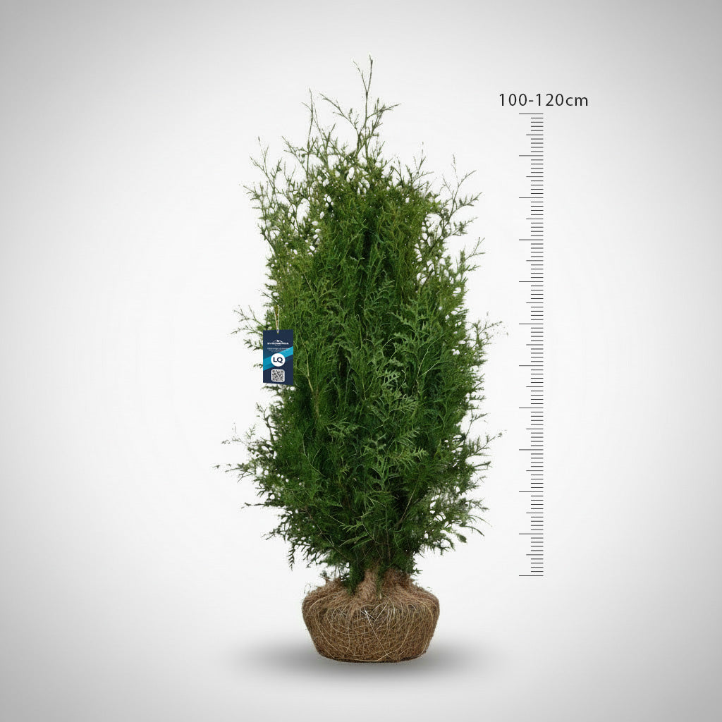 Thuja Brabant 100-120 - Rotklump - LQ