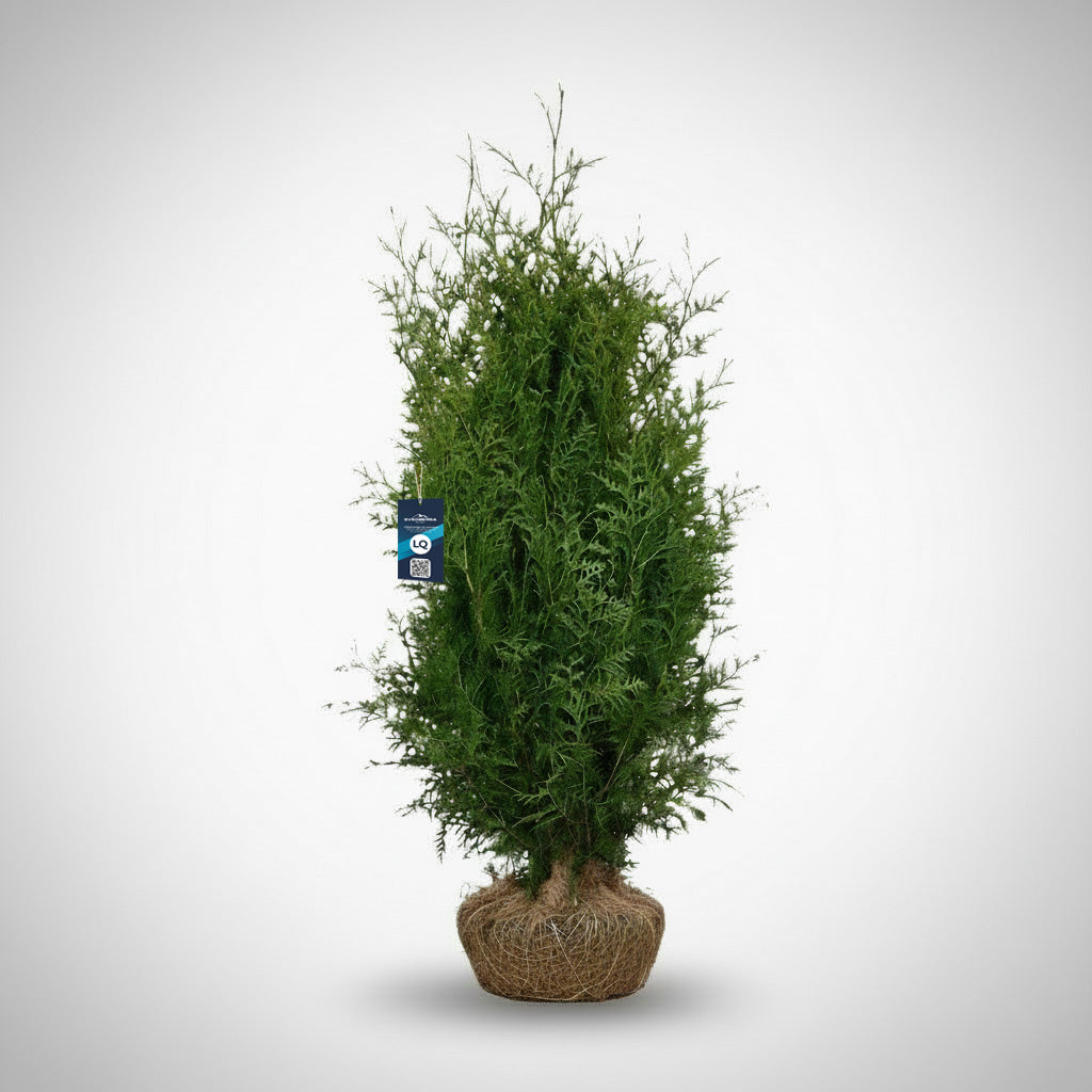 Thuja Brabant 100-120 - Rotklump - LQ