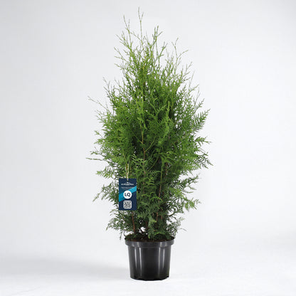 Thuja Brabant 100-120 - Krukodlad C5 - LQ