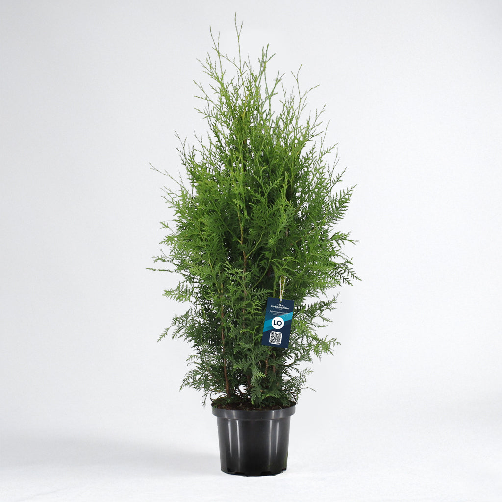 Thuja Brabant 120-140 - Krukodlad C12 - LQ