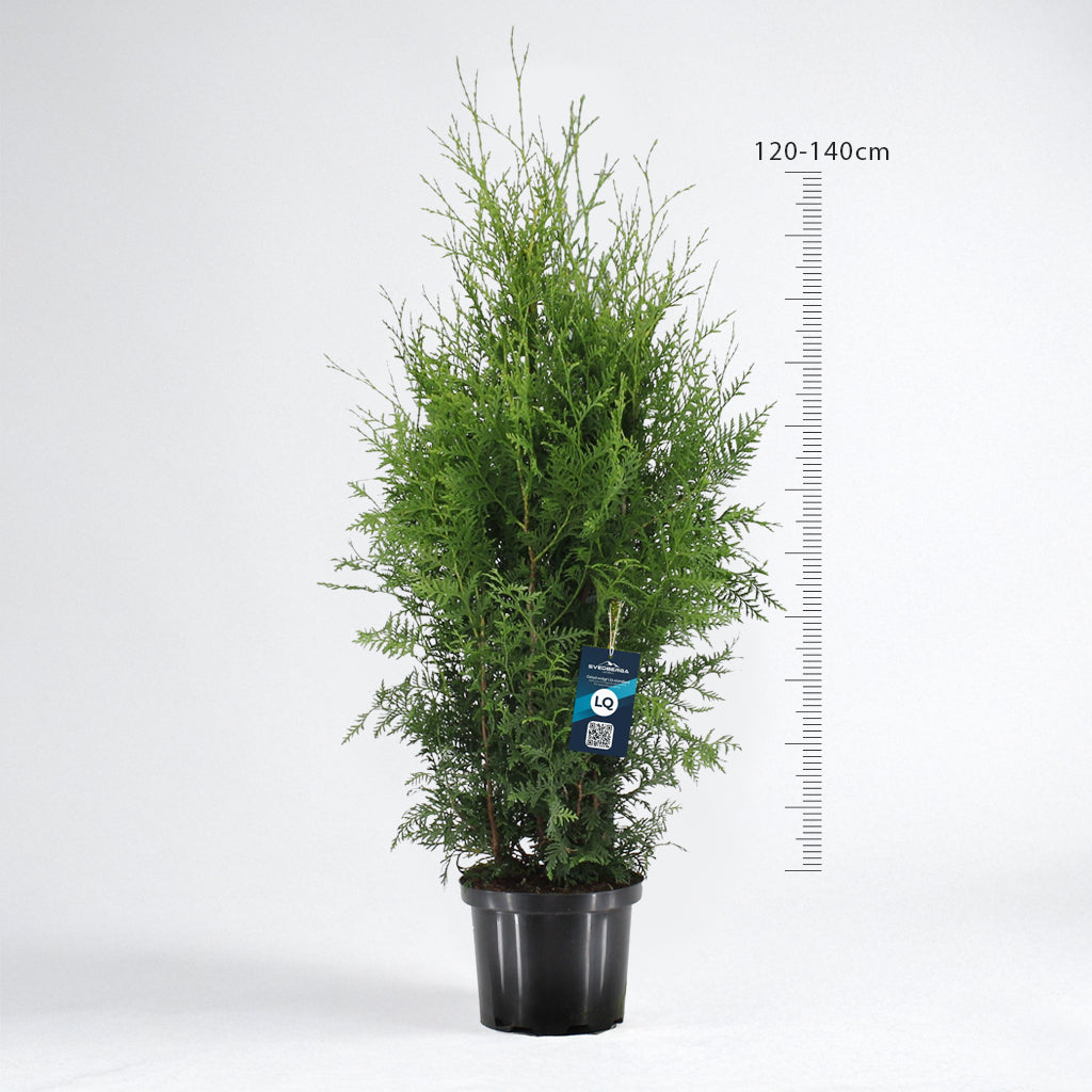Thuja Brabant 120-140 - Krukodlad C12 - LQ