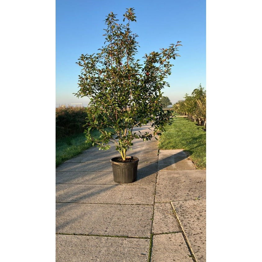 Glansmispel - Photinia fraseri &